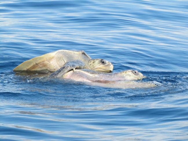 Tortugas en apareamiento
