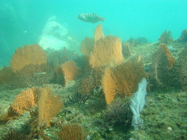 Corales Abanico