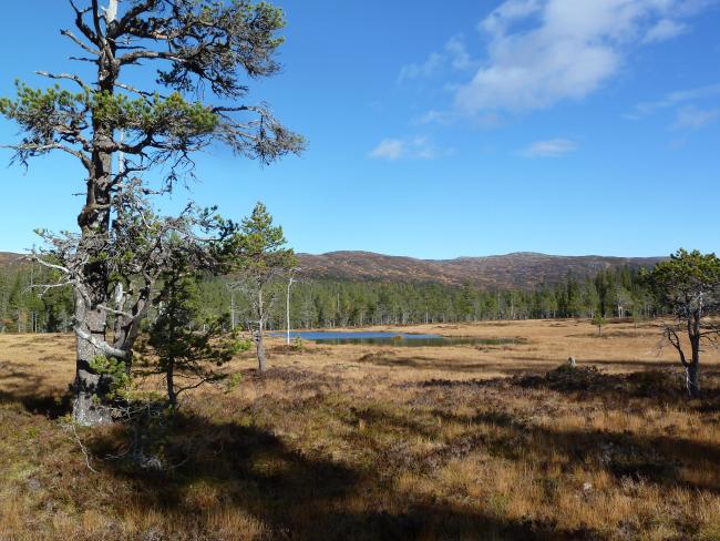 Øvre Forra