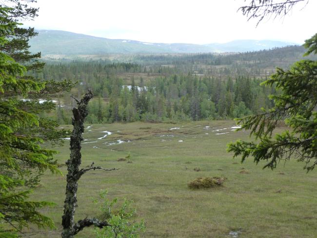 Øvre Forra