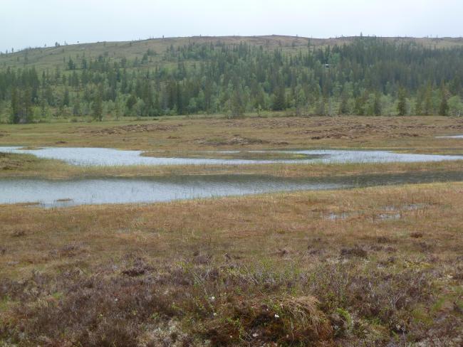 Øvre Forra