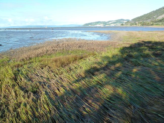 Trondheimsfjorden