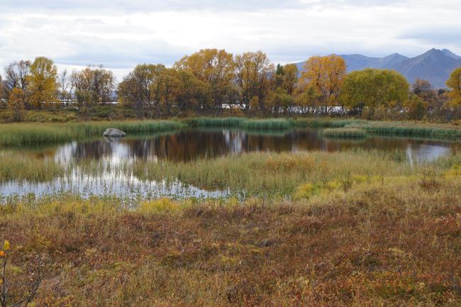 Risøysundet