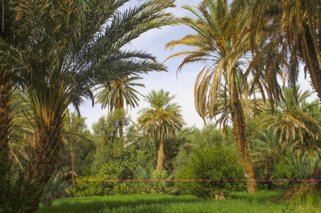Oasis du Tafilalet 