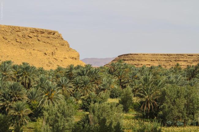 Oasis du Tafilalet 