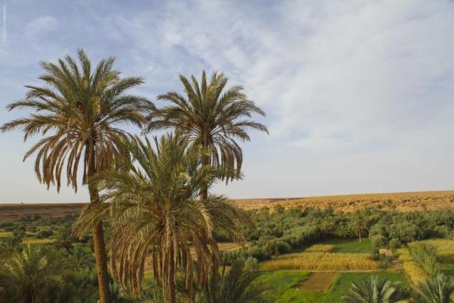 Oasis du Tafilalet 