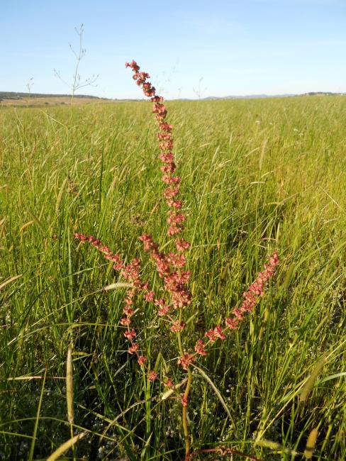 le rumex tunetanus de graâ de sejenane
