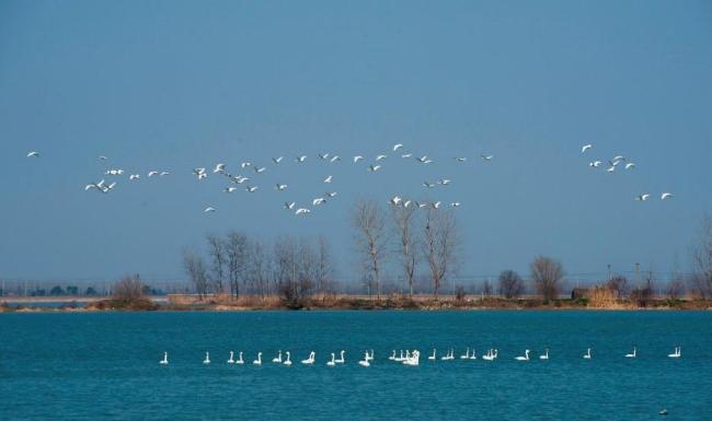 Cygnus columbianus