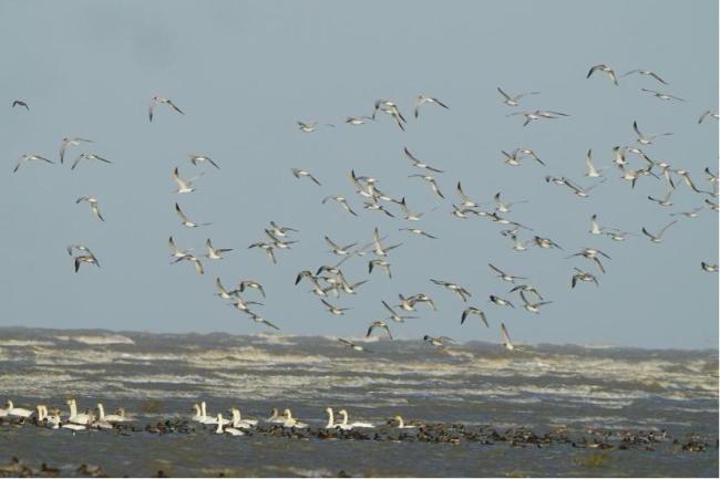 Flying Birds