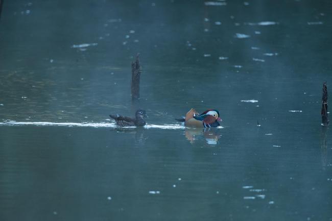 Mandarin Duck
