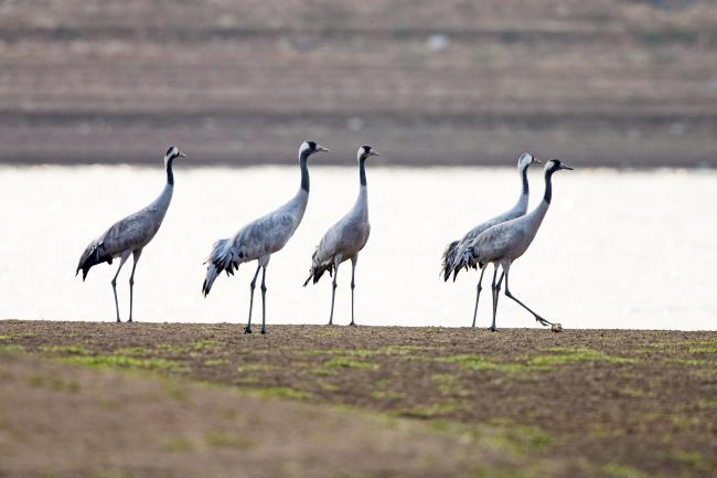 Grus grus