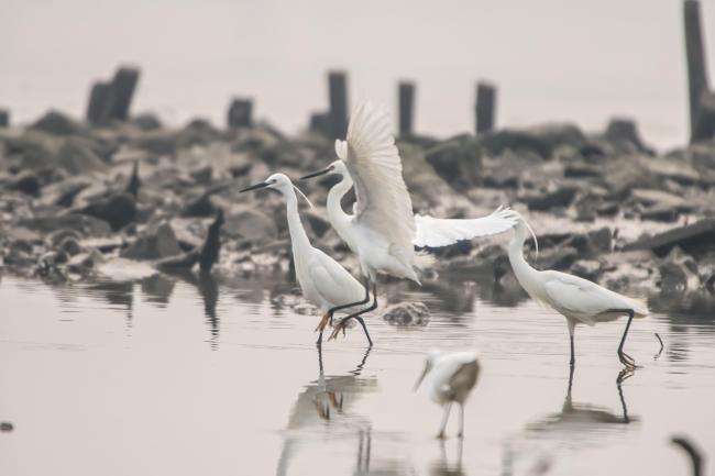 Little egrets