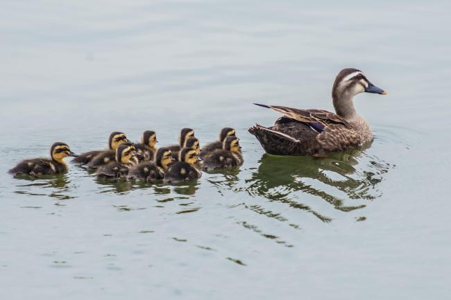 Spot-billed Ducks
