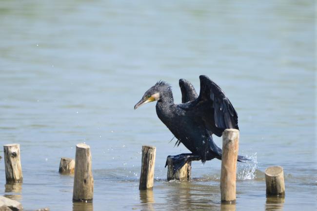 Great Cormorant
