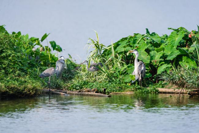 Grey Herons