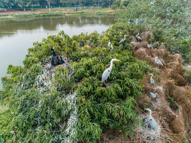 Waterbirds nested in Haizhu Wetlands