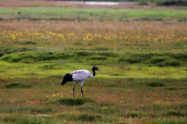 Grus nigricollis