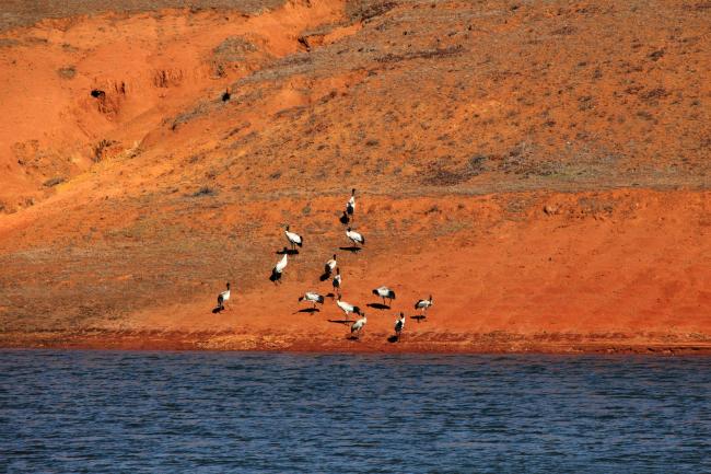 Grus nigricollis