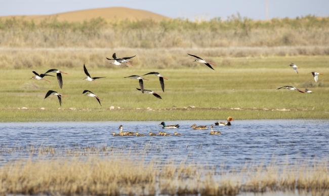 The black-winged stilt (Himantopus himantopus)