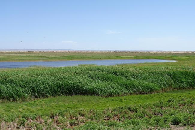 Xihu Reed Swamp