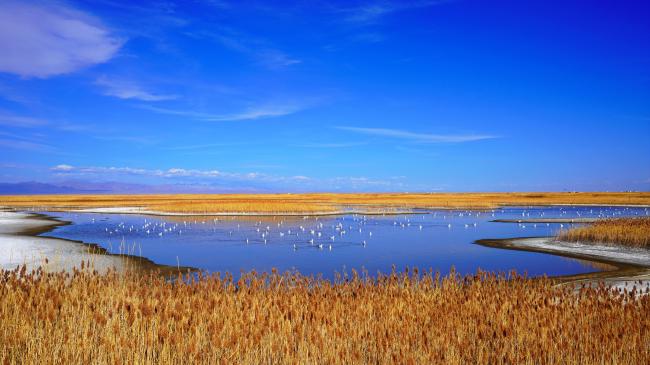 The migrant birds