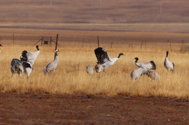 Black-necked cranes (Grus nigricollis) and common crane (Grus grus)