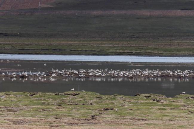 Bird habitat