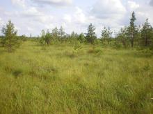 Transition mires dominate within the site.