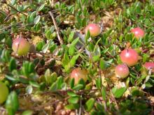 The site's mires hold rich reserves of cranberry