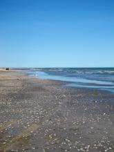 Shells on Eighty-mile Beach