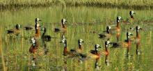 White
-
faced ducks in the floodplains of the southern Okavango