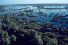 The floodplain of the Dnieper River in Spring