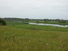 Meadows and swamps within the site are located mainly within rivers' floodplains, old river's channels.
