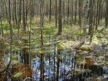 extensive forest swamp