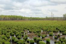 Youhao Wetlands