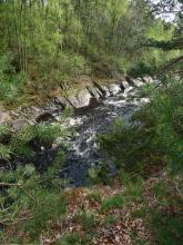 Norteforsen