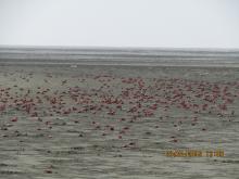 Flock of Crab at Nanthar Island