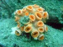 Tubastrea coccinea