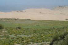 Dunes vives au nord de Tamri