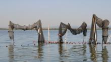 Capéchades en Petite Camargue