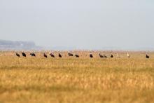 Grus monacha inhabiting in the site