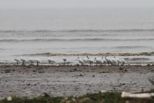 waterfowls in the site