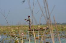 A fisher within Nelumbo beds in Kabartal