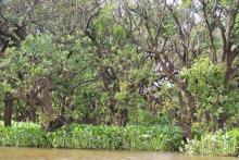 Inundate forest at Prek Toal Ramsar site