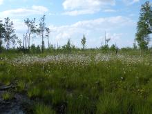 mesoeutrophic bog