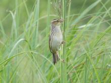 Acrocephalus paludicola