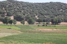 O. Tizguite à Zaouyate S. Abdeslam : rives de l'oued mise en culture