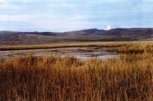 Vegetación de totorales en el espejo de agua y orillas.