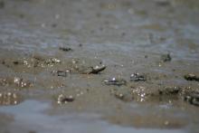 Great Blue-spotted Mudskipper