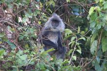 Indochinese silvered langur (Trachypithecus germaini) at Stung Sen Ramsar Site